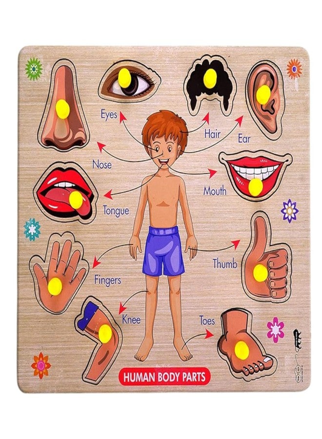 Stylbase Educational Toys Wooden Blocks Puzzle Kids Game | Interactive Learning Kids Toys for 2 - 5 Years Boy & Girls Toy Ideal for Birthday Gift (Human Body Parts) - Image 1